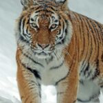 Understanding Protective Frames | Psychology Today