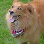 Pets and the Hidden Grief in the Immigration Journey