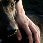 The Power of Paws | Psychology Today